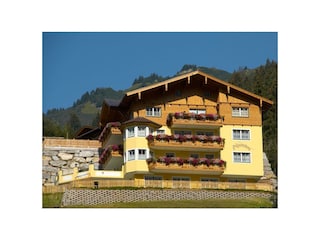 Alpenstern im Sommer