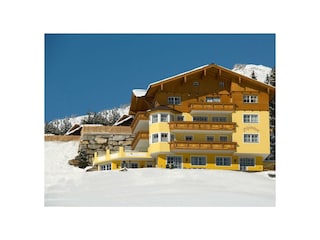 Alpenstern im Winter