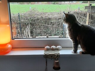 Casa per le vacanze Brodersby (Angeln) Ambiente 40