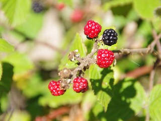 Casa de vacaciones Brodersby (Angeln) Entorno 34