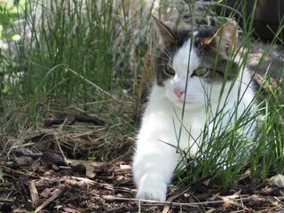 Hauskatze Rubin