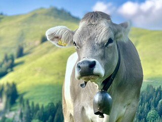 Rinder_alm (2)