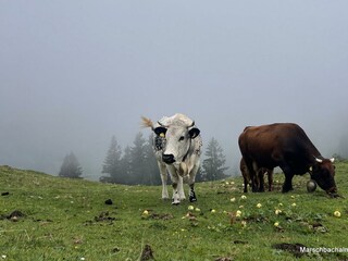 Rinder_alm (2)-001