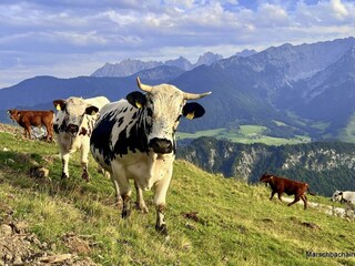 Rinder_alm (12)