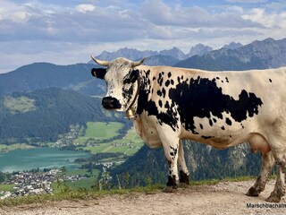 Rinder_alm (13)
