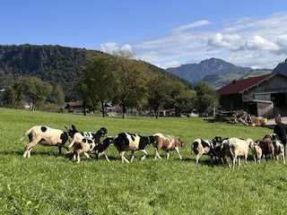 Schafe (2)