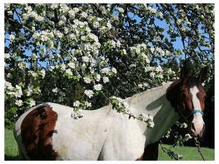 Diego unter dem Apfelbaum