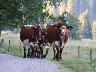 Almabtrieb