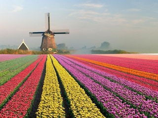 In direkter nähe Tulpenfelder