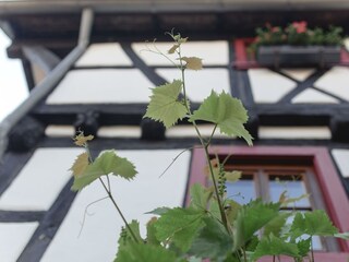 Fachwerkhaus