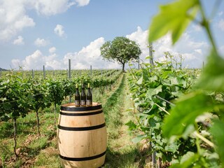 Weingut Doll