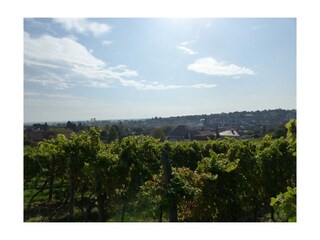 Blick aus den Weinbergen auf das Dorf
