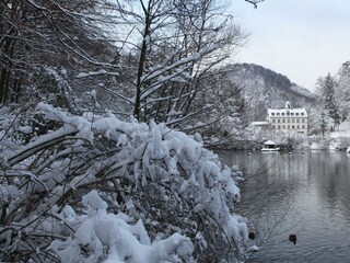 Schwanenweiher im Schnee (2)