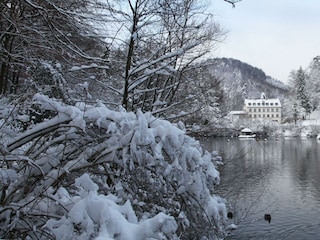 Schwanenweiher im Schnee (2)