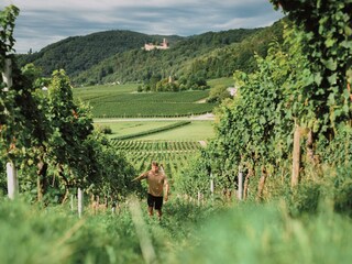 20170818-porzelt_weingut313-Paint