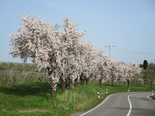 Mandelblüte a. d. Deutschen Weinstraße