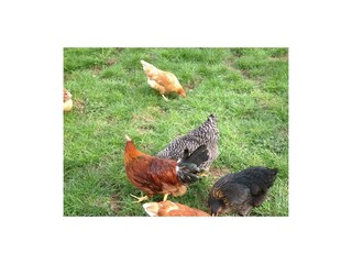 Unsere Hühner sorgen für frische Eier beim Frühstü