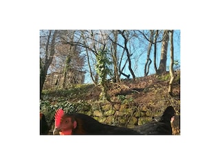 Eier von eigenen Hühnern