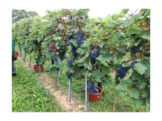 Trauben, Saft und Wein aus den eigenen Weinbergen