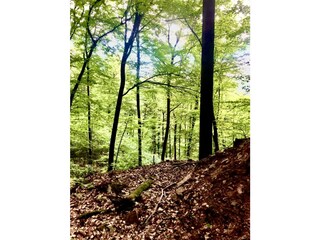 AB2620BF-5114-473A-BD39-64345DDF6F1D_1_105_c