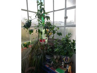 Eingang Zwanziger Jahre Glasvorbau