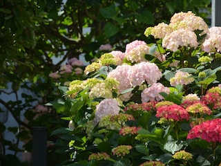 in unserem Garten