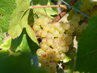 Traube im dem Hausweinberg