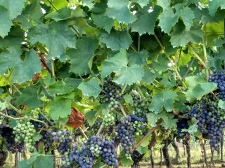 IMG_20170723_184442148_HDR