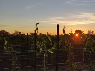 Weinrebe fängt Sonne ein