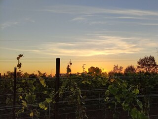 Sonnenuntergang im Wingert
