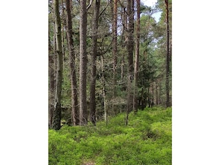 Waldheidelbeeren