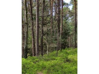 Waldheidelbeeren