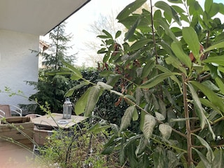 Nuwenstat Terrasse