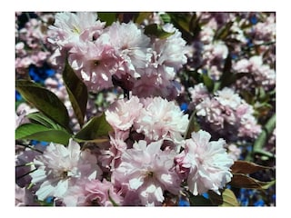 Kirschblüte im März