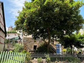 Baum in Gemünden