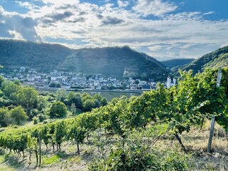 Weinbergswanderungen mit Moselblick