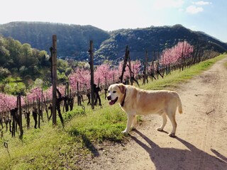 Wandern im Frühjahr