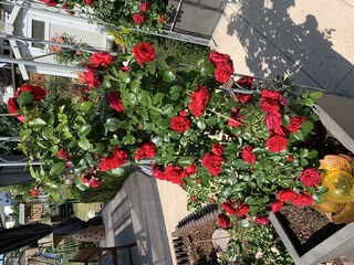 Der Garten im Sommer