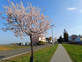Ortseingang Gönnheim