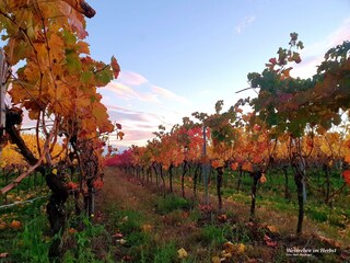 Weinreben im Herbst