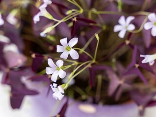 Apartment Bliem Sommer