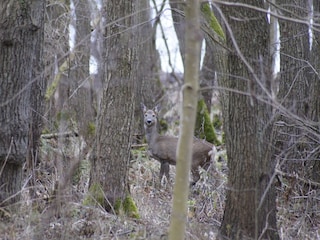 Nebenan im Wald