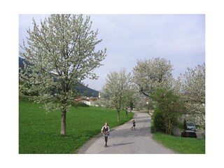 Kirschbaumblüte in Tulfes