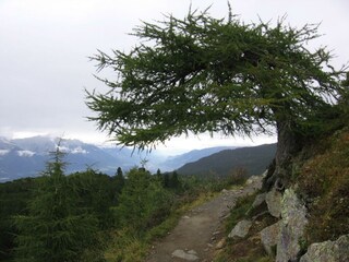 Zirbenweg