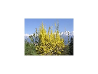 Frühlingszeit in Tulfes