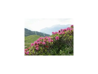 Alpenrosenblüte Tulfein