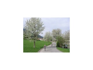 Kirschblüte in Tulfes