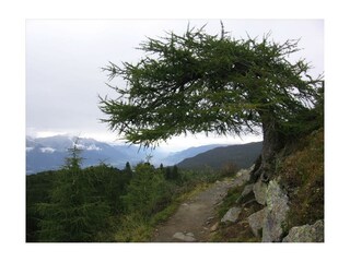 Zirbenweg
