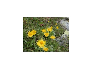 Alpenblumen am Weg zum Glungezer