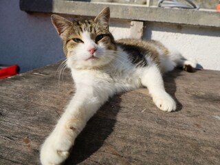 Katze Urlaub am Bauernhof Tirol Gnadenwald